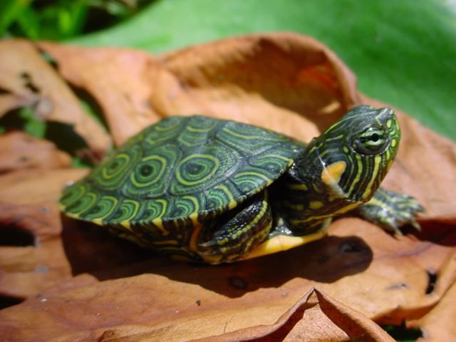 Породы черепах в Теберде | ЗооТом портал о животных