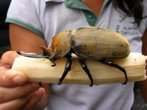 Породы жуков в Теберде | ЗооТом портал о животных