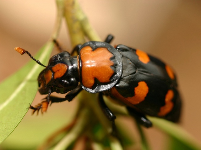 Все о жуках в Теберде | ЗооТом портал о животных