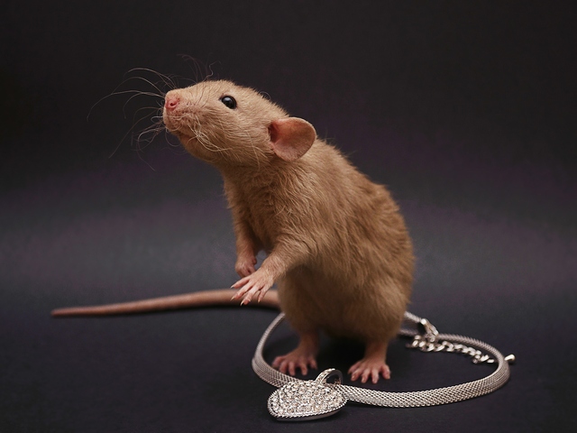 Породы крыс | ЗооТом - продажа, вязка и услуги для животных в Теберде
