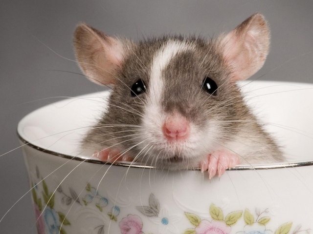 Породы крыс | ЗооТом - продажа, вязка и услуги для животных в Теберде