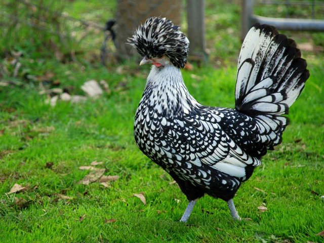 Породы куриц | ЗооТом - продажа, вязка и услуги для животных в Теберде