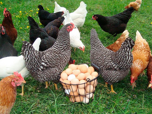 Содержание кур и уход за ними | ЗооТом - продажа, вязка и услуги для животных в Теберде