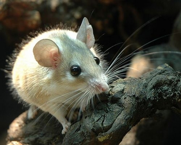 Все о мышах в Теберде | ЗооТом - продажа, вязка и услуги для животных в Теберде