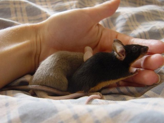 Все о мышах в Теберде | ЗооТом - продажа, вязка и услуги для животных в Теберде