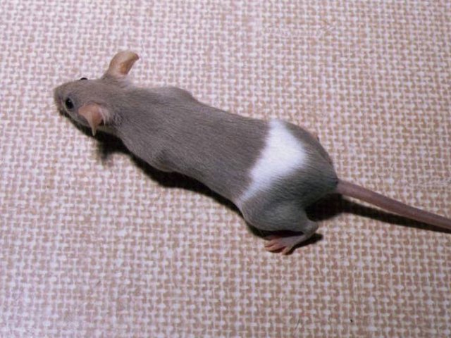 Породы мышей | ЗооТом - продажа, вязка и услуги для животных в Теберде