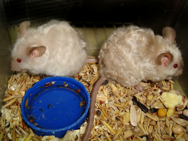 Породы мышей | ЗооТом - продажа, вязка и услуги для животных в Теберде