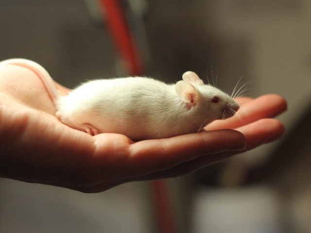 Содержание мышей и уход за ними в Теберде | ЗооТом - продажа, вязка и услуги для животных в Теберде