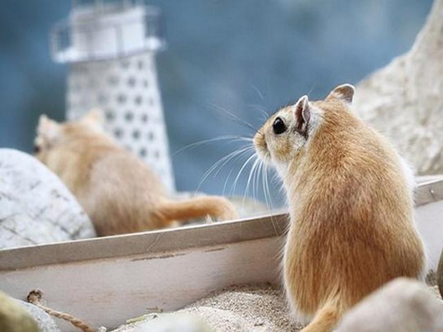 Содержание мышей и уход за ними в Теберде | ЗооТом - продажа, вязка и услуги для животных в Теберде