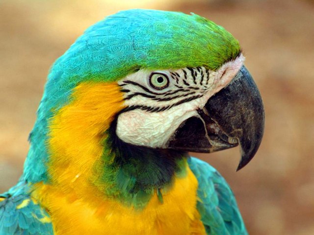 Все о попугаях в Теберде | ЗооТом портал о животных
