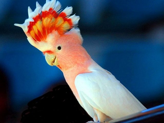 Породы попугаев | ЗооТом - продажа, вязка и услуги для животных в Теберде