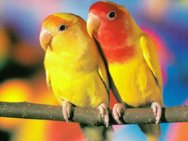 Породы попугаев | ЗооТом - продажа, вязка и услуги для животных в Теберде