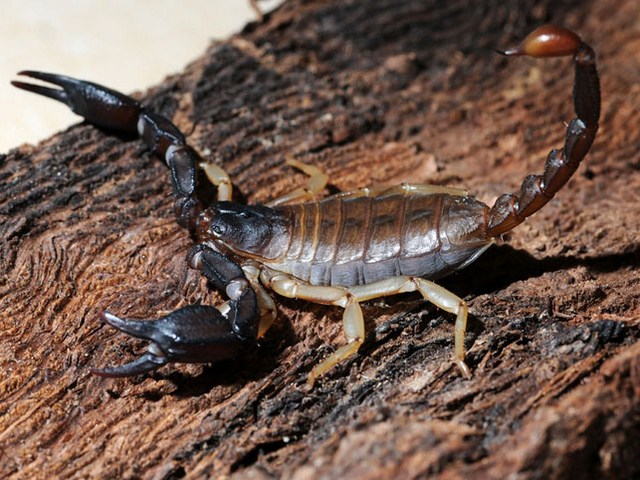 Породы скорпионов в Теберде | ЗооТом портал о животных