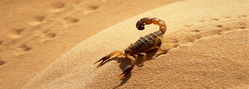 Все о скорпионах в Теберде | ЗооТом портал о животных