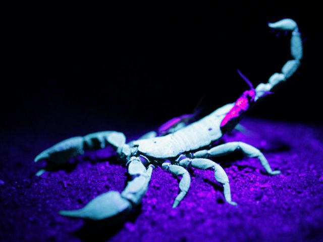 Все о скорпионах в Теберде | ЗооТом портал о животных