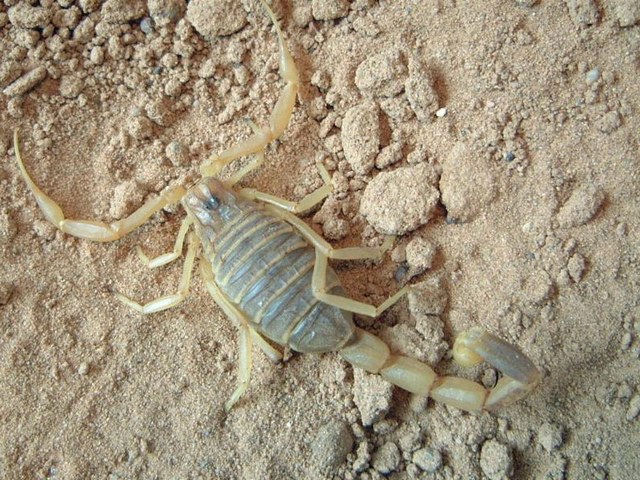 Содержание скорпионов и уход за ними в Теберде | ЗооТом портал о животных