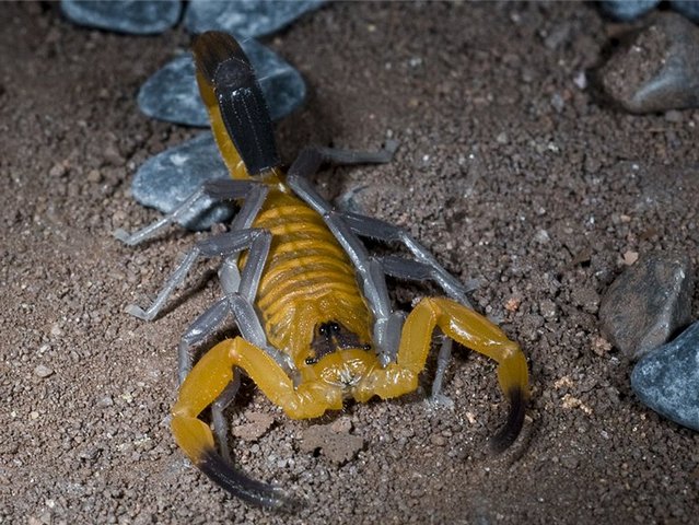 Содержание скорпионов и уход за ними в Теберде | ЗооТом портал о животных