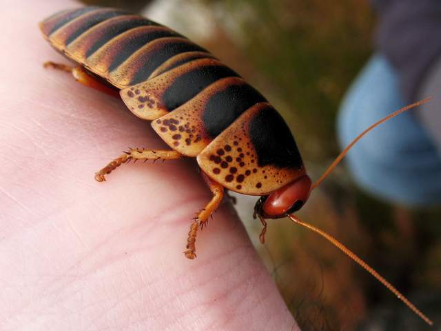 Породы тараканов в Теберде | ЗооТом портал о животных