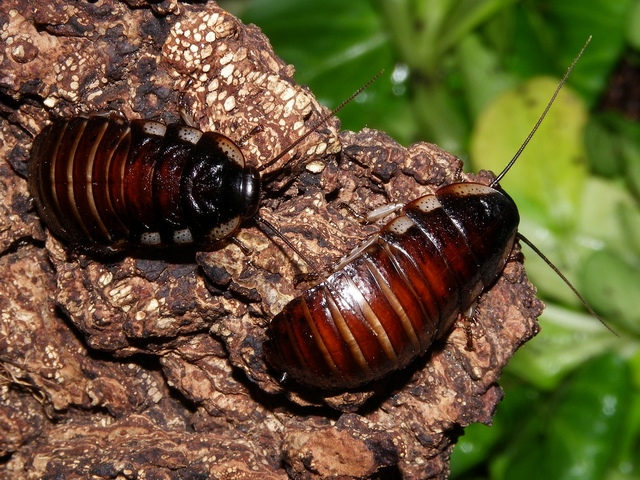 Породы тараканов в Теберде | ЗооТом портал о животных