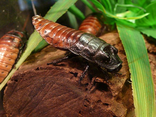 Содержание тараканов и уход за ними в Теберде | ЗооТом портал о животных