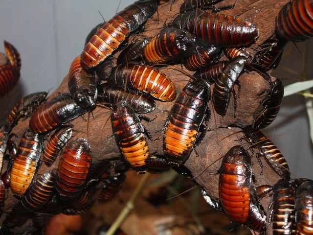 Содержание тараканов и уход за ними в Теберде | ЗооТом портал о животных