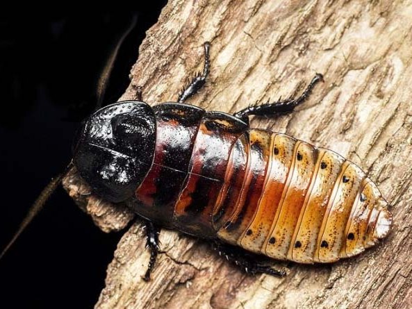 Все о тараканах в Теберде | ЗооТом портал о животных