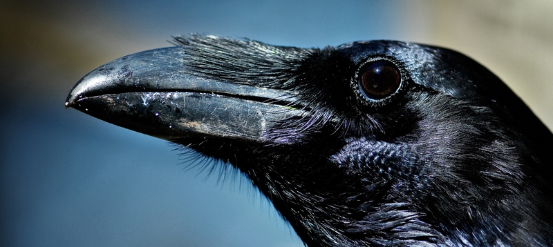 Все о воронах в Теберде | ЗооТом портал о животных