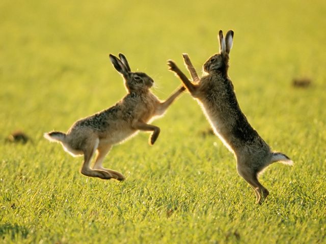 Породы зайцев | ЗооТом - продажа, вязка и услуги для животных в Теберде