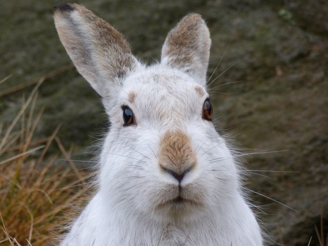 Содержание зайцев и уход за ними | ЗооТом - продажа, вязка и услуги для животных в Теберде