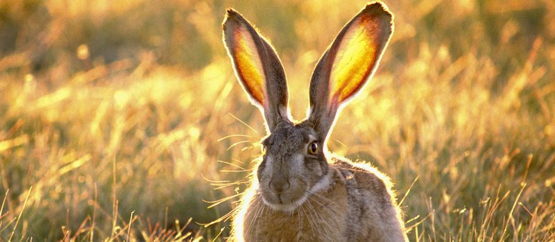 Все о зайцах | ЗооТом - продажа, вязка и услуги для животных в Теберде