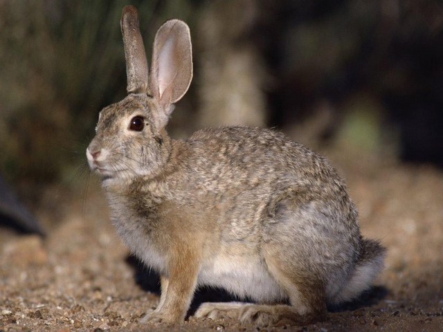 Все о зайцах | ЗооТом - продажа, вязка и услуги для животных в Теберде