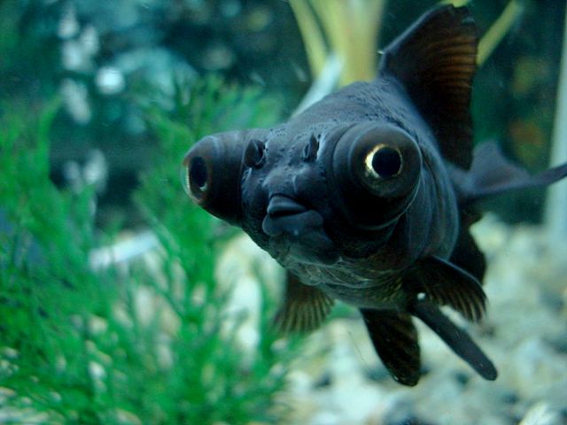 Породы аквариумных рыбок в Теберде | ЗооТом портал о животных