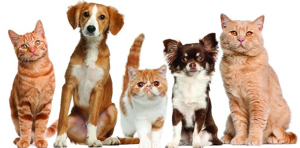 Доска объявлений о животных | ЗооТом - продажа, вязка и услуги для животных в Теберде