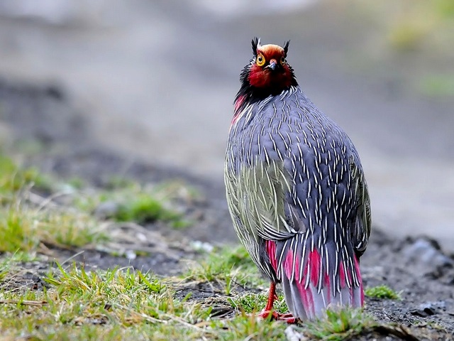 Все о фазанах в Теберде | ЗооТом портал о животных