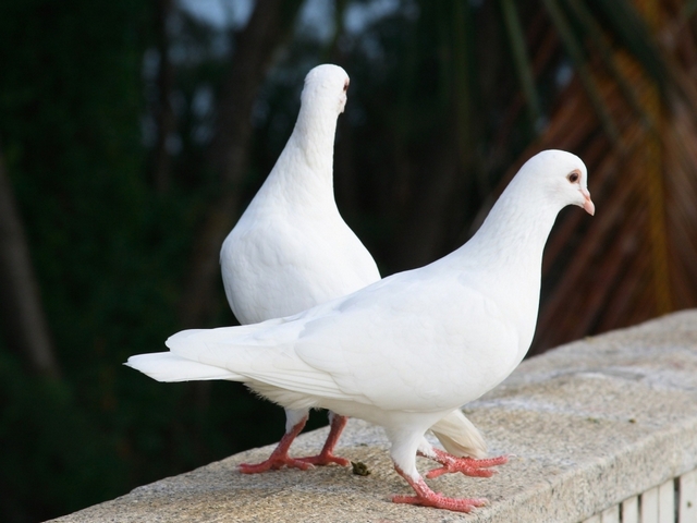 Все о голубях | ЗооТом - продажа, вязка и услуги для животных в Теберде