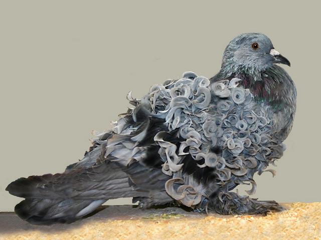 Породы голубей | ЗооТом - продажа, вязка и услуги для животных в Теберде