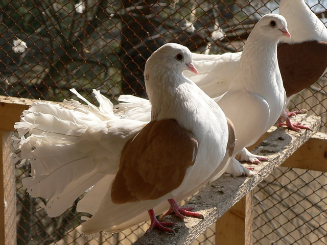 Содержание голубей и уход за ними в Теберде