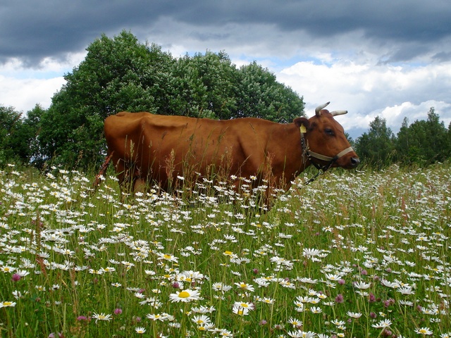 Все о коровах в Теберде | ЗооТом портал о животных