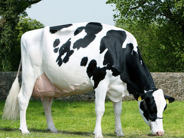 Породы коров в Теберде | ЗооТом портал о животных