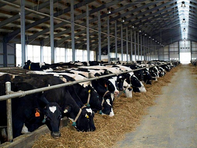 Содержание коров и уход за ними в Теберде | ЗооТом портал о животных