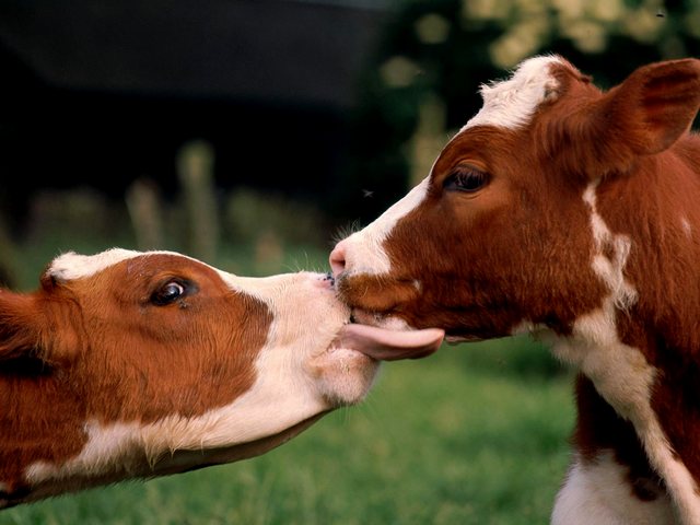 Статьи о коровах в Теберде | ЗооТом портал о животных