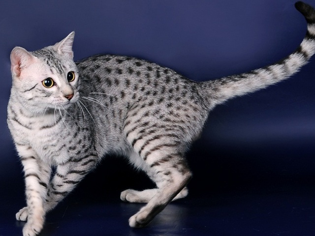 Породы кошек в Теберде | ЗооТом портал о животных