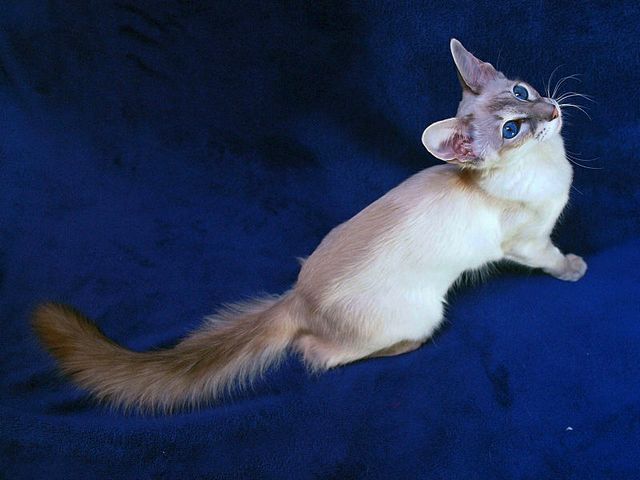 Выведенные породы кошек в Теберде | ЗооТом портал о животных