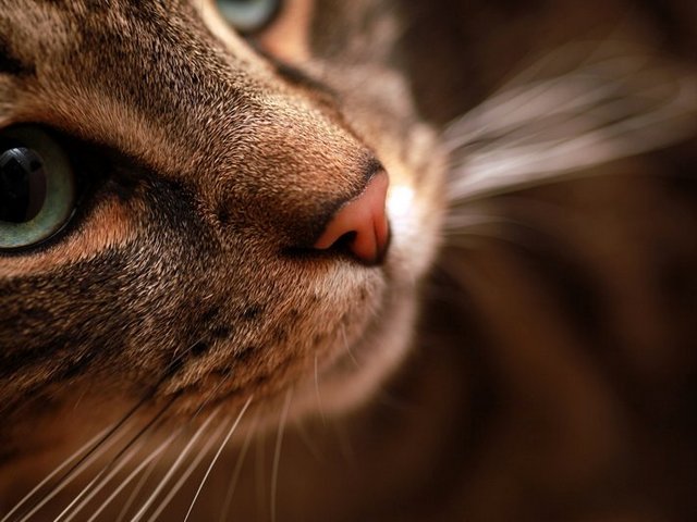 Статьи о кошках в Теберде | ЗооТом портал о животных