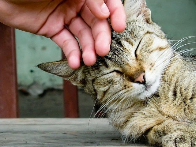 Интересные статьи о кошках в Теберде | ЗооТом портал о животных