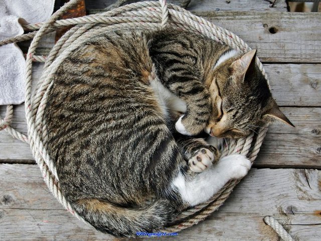 Все о кошках в Теберде | ЗооТом портал о животных