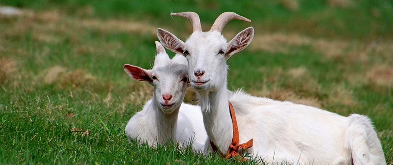 Все о козах в Теберде | ЗооТом портал о животных