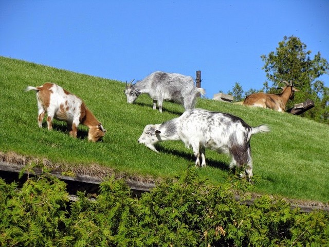 Все о козах в Теберде | ЗооТом портал о животных