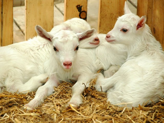 Содержание коз и уход за ними в Теберде | ЗооТом портал о животных
