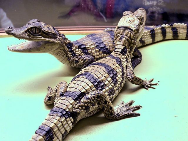 Все о крокодилах в Теберде | ЗооТом портал о животных